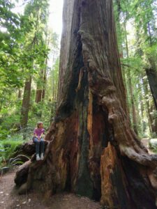 Jedediah Smith Redwoods State Park California