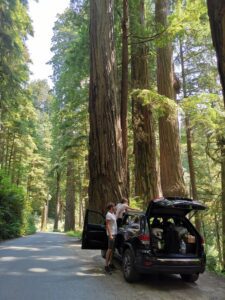 Jedediah Smith Redwoods State Park California