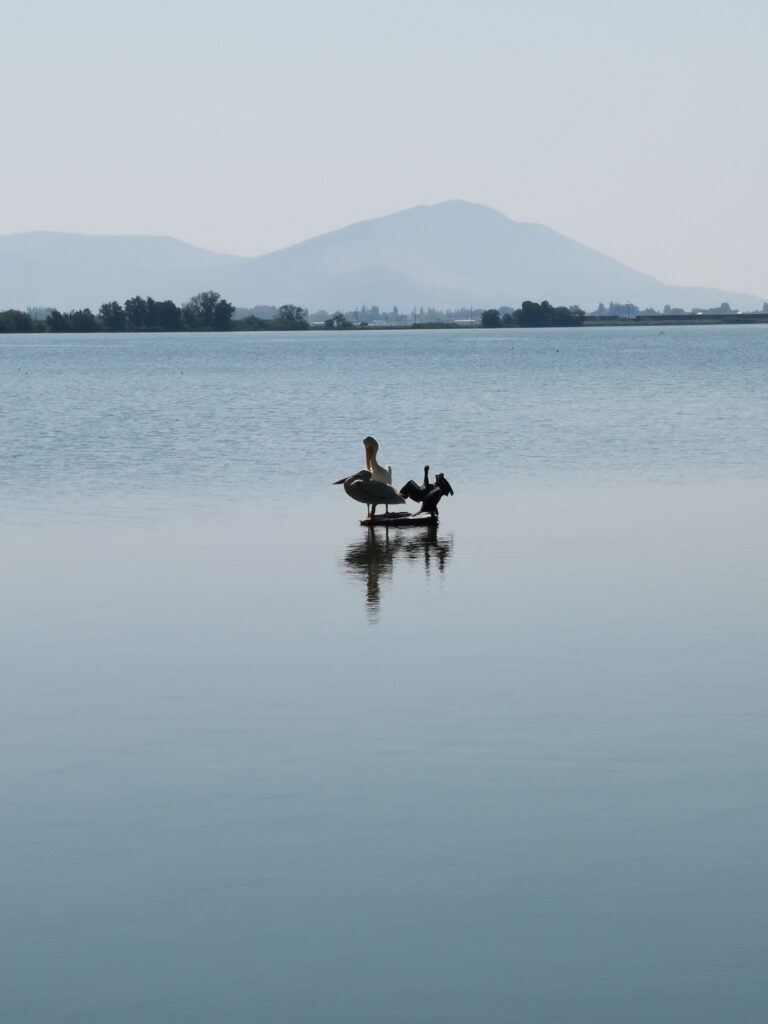 Oregon Klamath Lake mit Pelikan