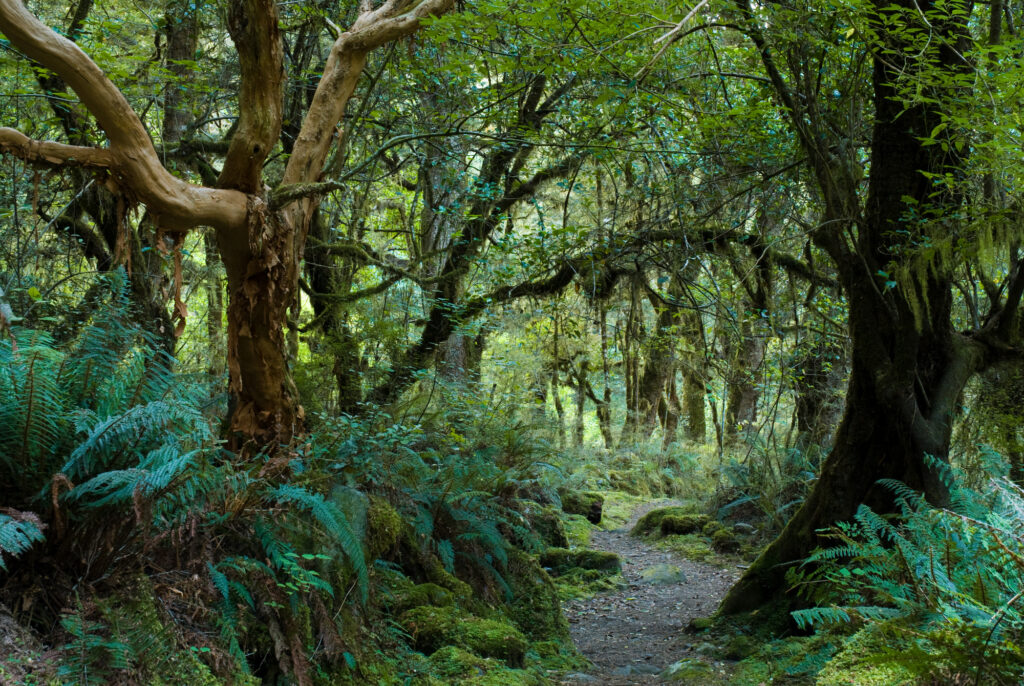 Bergregenwald im Fiordland