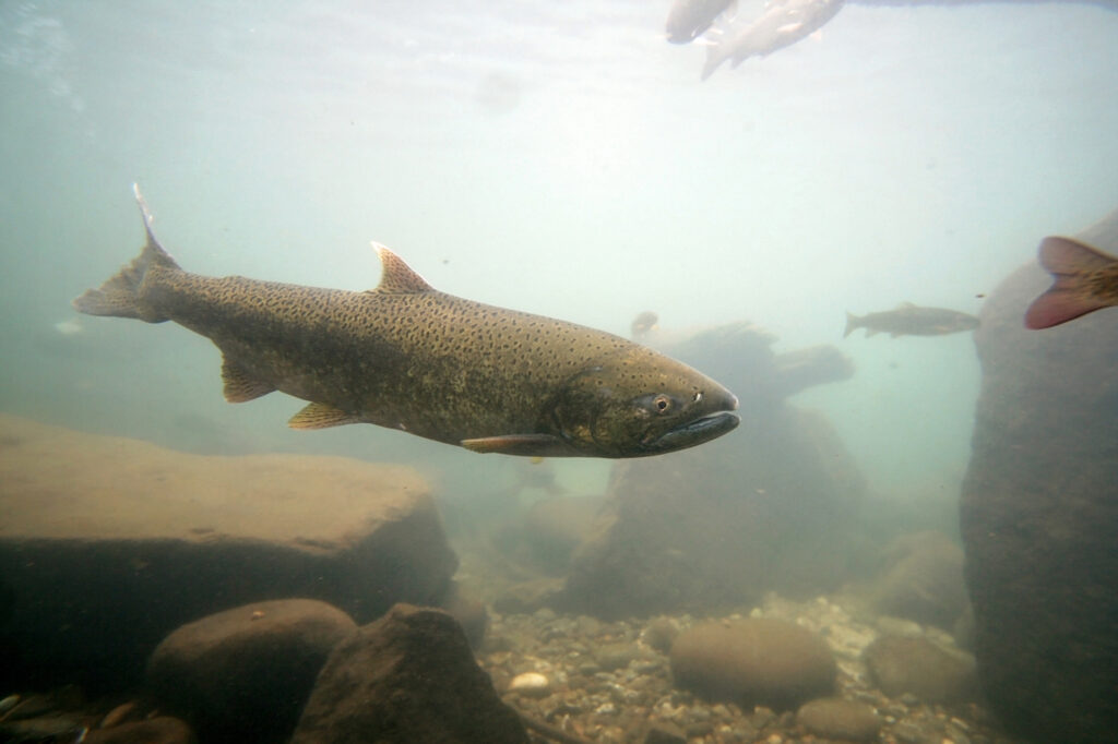 Rainbow Trout Regenbogenforelle