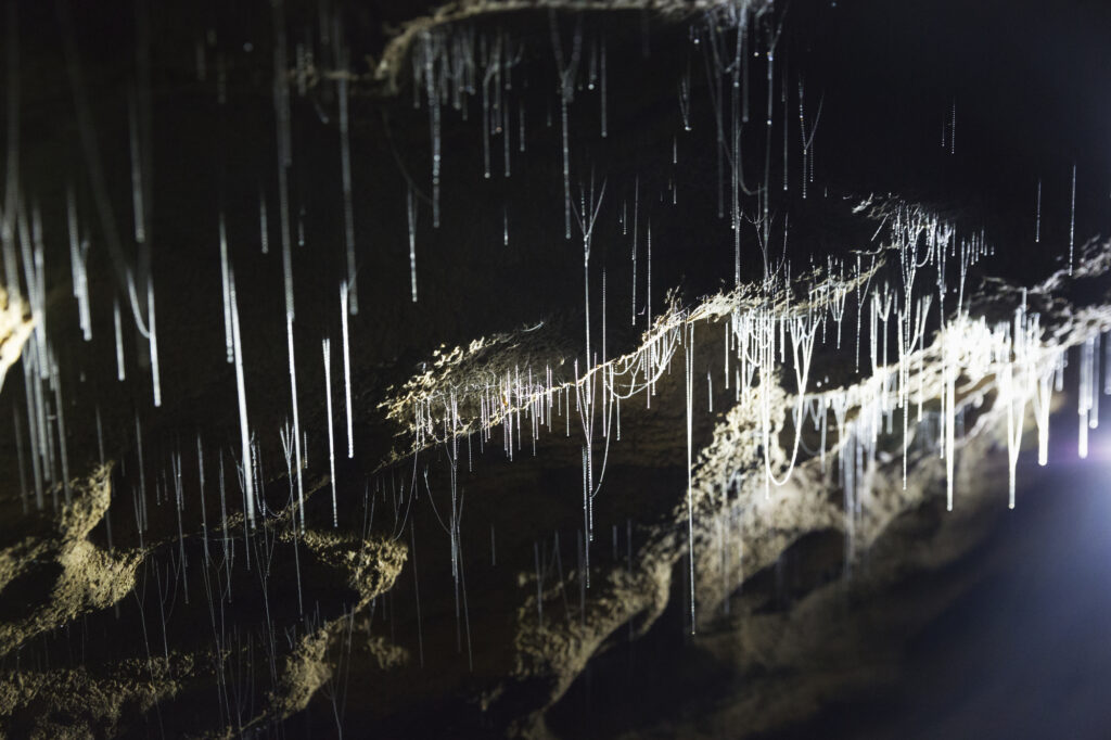 Glowworm Caves Te Anau