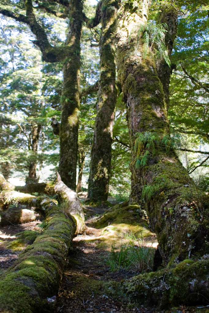 Bergregenwald Milford Road Fiordland