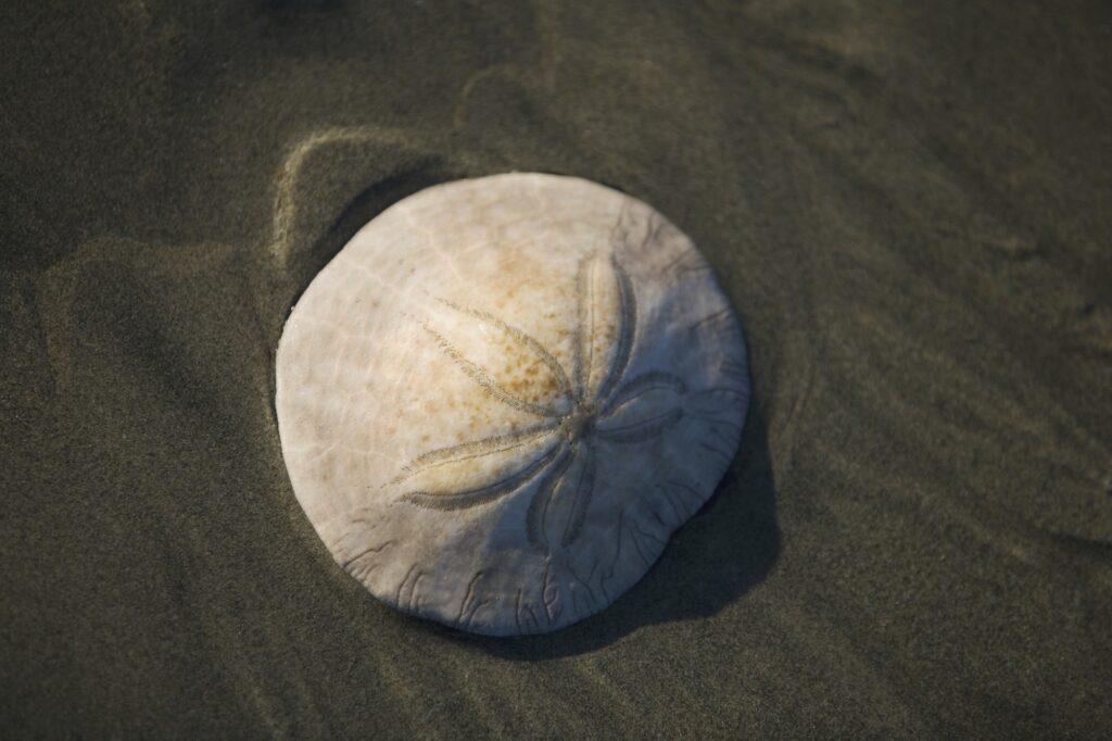 Sand Dollar Westkanada Vancouver Island