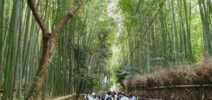 Reisebericht Japan CREDIT Aikaterini Antoniadou (4) Japanreise mit Teenagern im Camper