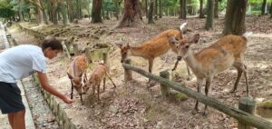 Reisebericht Japan CREDIT Aikaterini Antoniadou (7) Japanreise mit Teenagern im Camper