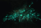 Glow-worms in Neuseeland