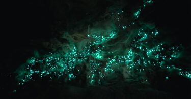 Glow-worms in Neuseeland