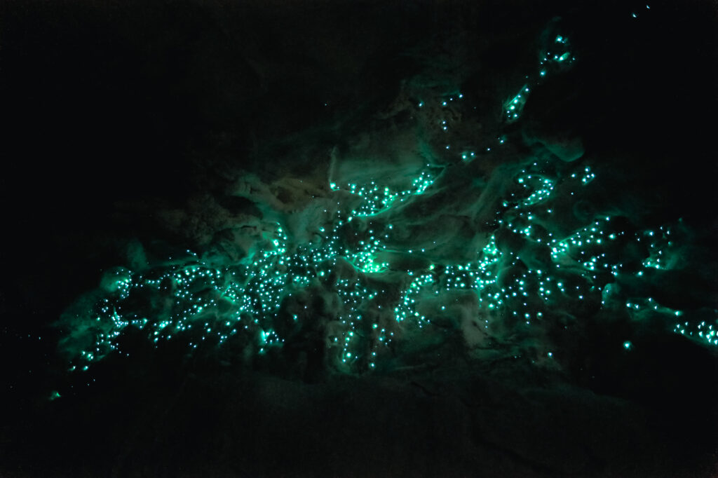 Glow-worms in Neuseeland