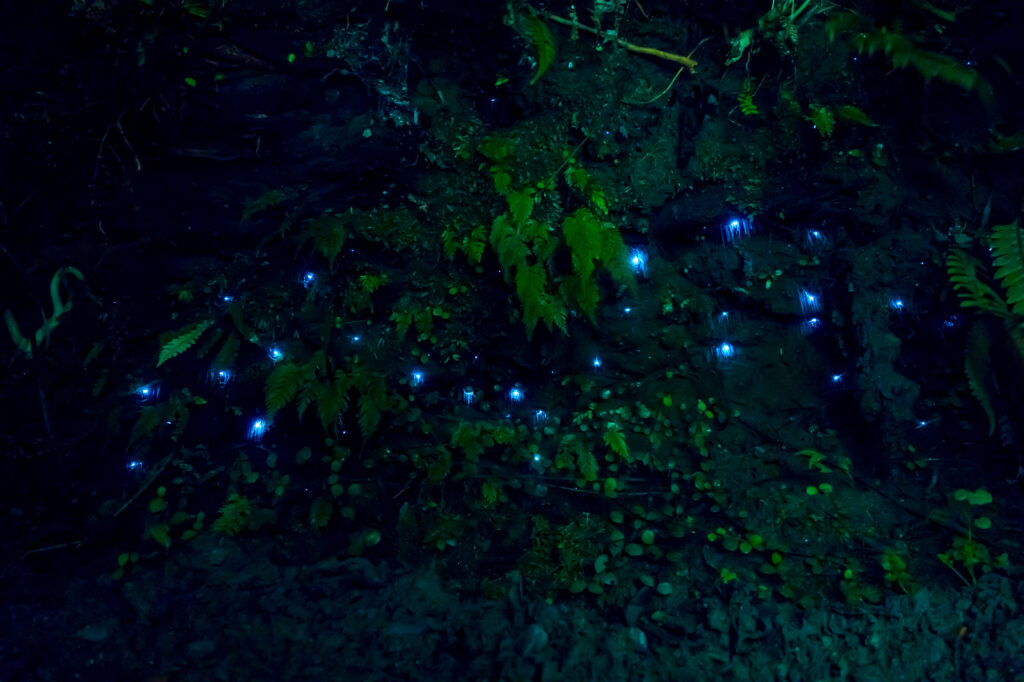 Glow-worms in Neuseeland Waitomo