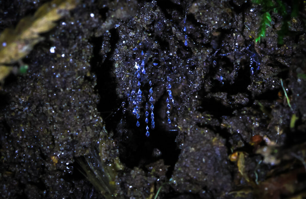 Glow-worms in Neuseeland Waipu Cave