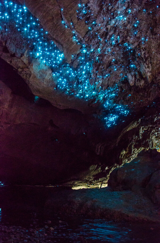 Glow-worms in Neuseeland
