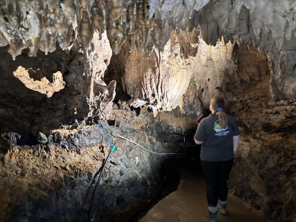 Milky Way Glowworm Caves Waipu