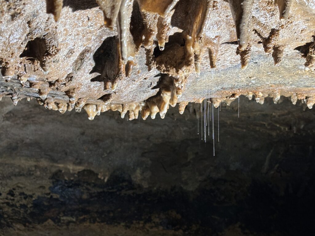 Milky Way Glowworm Caves Waipu