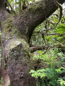 Oregon Coast Hobbit Beach