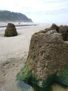 Oregon Coast Neskowin Ghost Forest