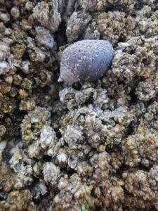 Oregon Coast Neskowin Ghost Forest