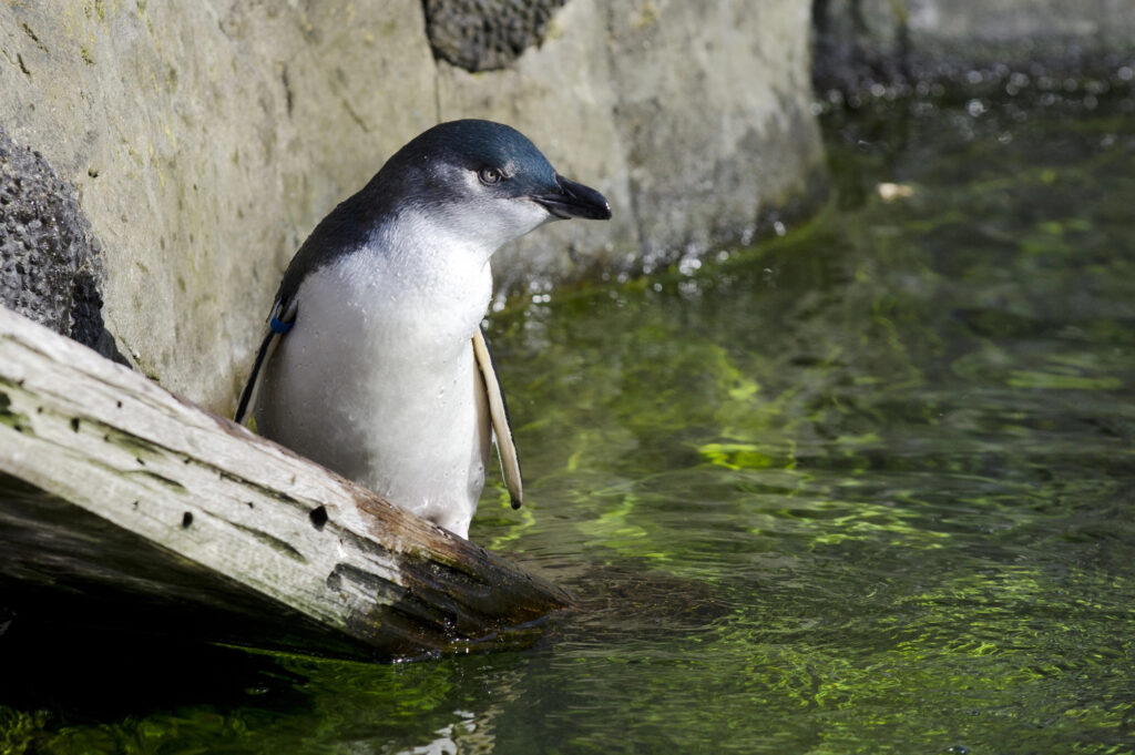 Blue Penguin