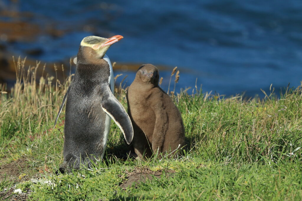 Gelbaugenpinguine Katiki Point