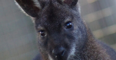 Wallaby