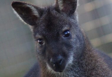 Wallaby