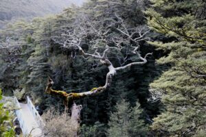 Arthurs Pass Devils Punchbowl Falls Arthurs Pass Devils Punchbowl Falls