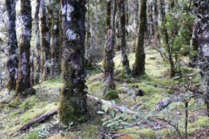 Arthurs Pass Devils Punchbowl Falls Arthurs Pass Devils Punchbowl Falls