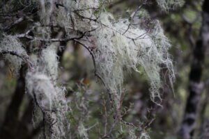 Arthurs Pass Devils Punchbowl Falls Arthurs Pass Devils Punchbowl Falls