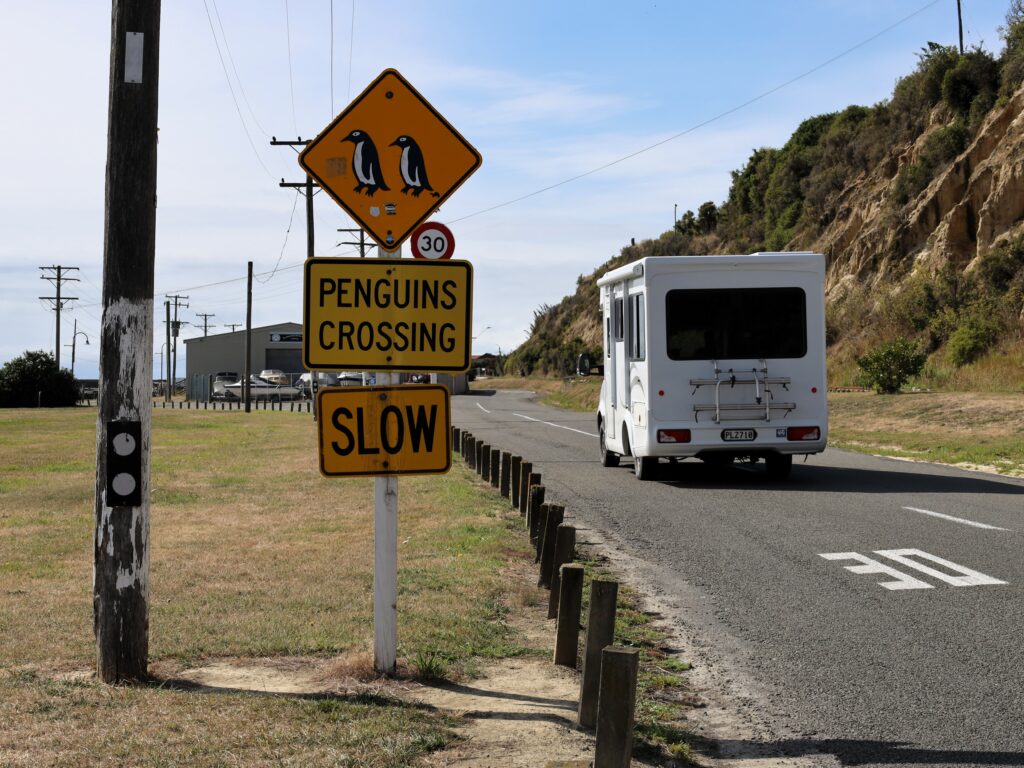 Oamaru Blue Penguins