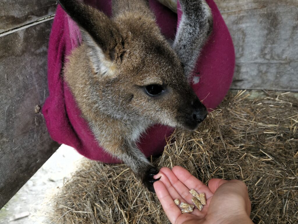 Wallabys Waimate