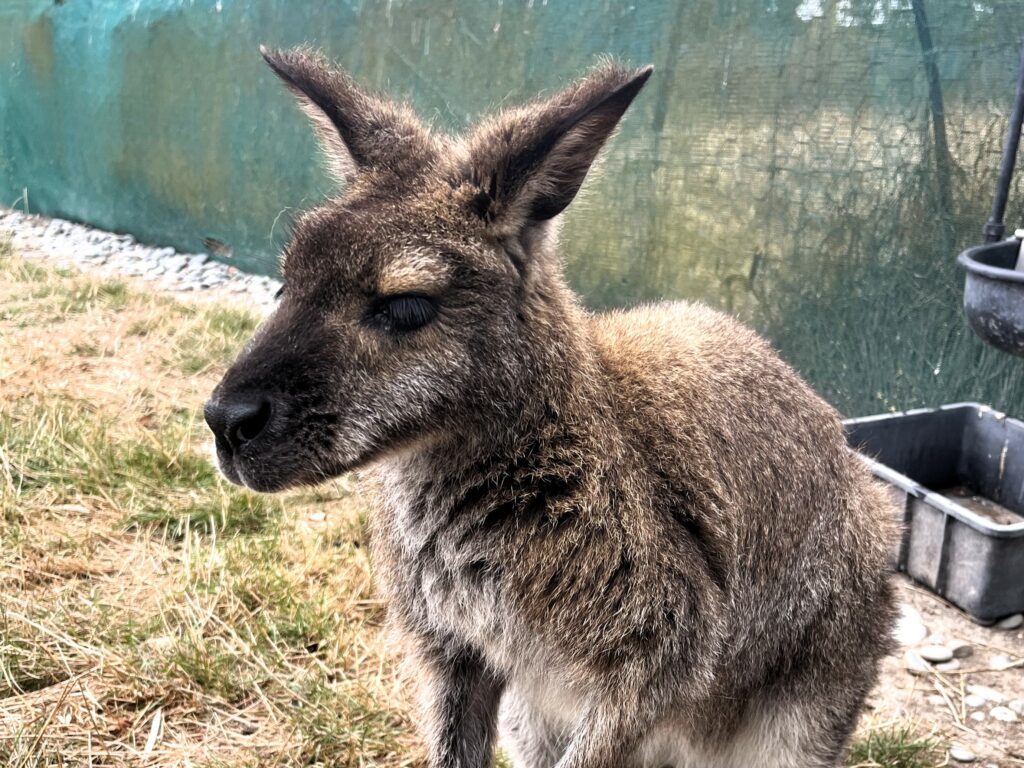 Wallaby Waimate