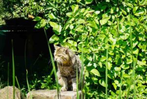 Hainich Wildkatze-CREDIT Charnette Schnabel Nationalpark Hainich - Baumkronenpfad und Wildkatzen 12