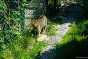 Hainich Wildkatze-im-Gehege-CREDIT Charnette Schnabel Nationalpark Hainich - Baumkronenpfad und Wildkatzen 14