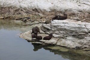 Kaikoura Peninsula Walkway Fur Seals