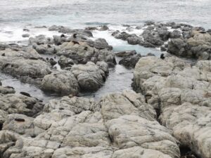 Kaikoura Peninsula Fur Seals