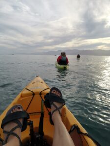 Kaikoura Kayak with Fur Seals