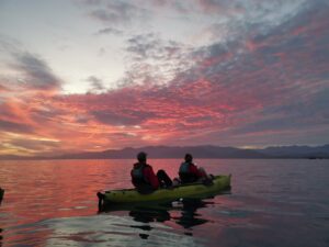 Kaikoura Kayak with Fur Seals