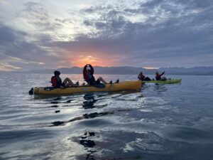 Kaikoura Kayak with Fur Seals