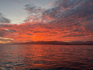 Kaikoura Kayak with Fur Seals