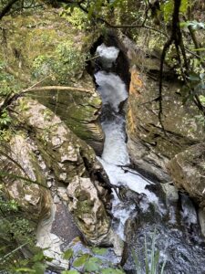 King Country Ruakuri Bush Walk