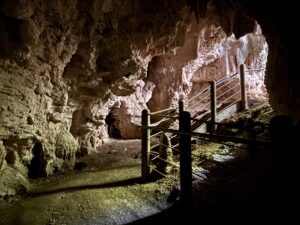 King Country Ruakuri Bush Walk