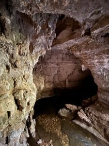 King Country Ruakuri Bush Walk