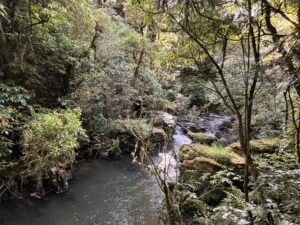 King Country Ruakuri Bush Walk