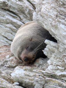 Neuseeland_im_Winter_Katharina (14) Neuseeland im Winter Kaikoura