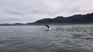 Neuseeland_im_Winter_Katharina (15) Im Winter nach Neuseeland Kaikoura